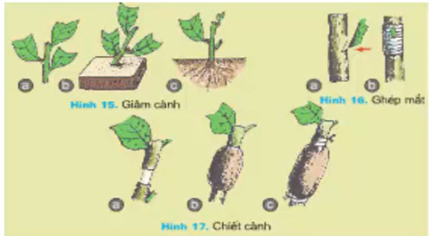 Công nghệ 7 Bài 11: Sản xuất vào bảo quản giống cây trồng | Giải bài tập Công nghệ lớp 7