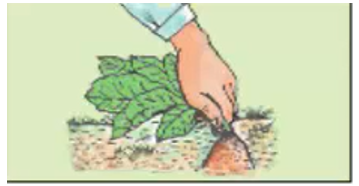 Công nghệ 7 Bài 20: Thu hoạch, bảo quản và chế biến nông sản | Giải bài tập Công nghệ lớp 7