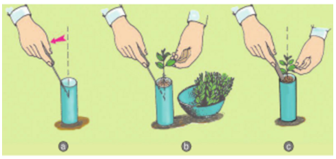 Công nghệ 7 Bài 25: Thực Hành : Gieo hạt và cấy cây vào bầu đất | Giải bài tập Công nghệ lớp 7