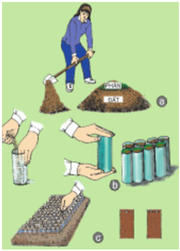 Công nghệ 7 Bài 25: Thực Hành : Gieo hạt và cấy cây vào bầu đất | Giải bài tập Công nghệ lớp 7