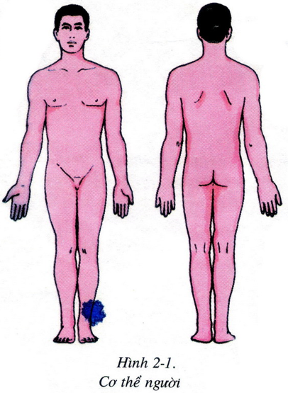 Lý thuyết Bài 2: Cấu tạo cơ thể người hay, ngắn gọn