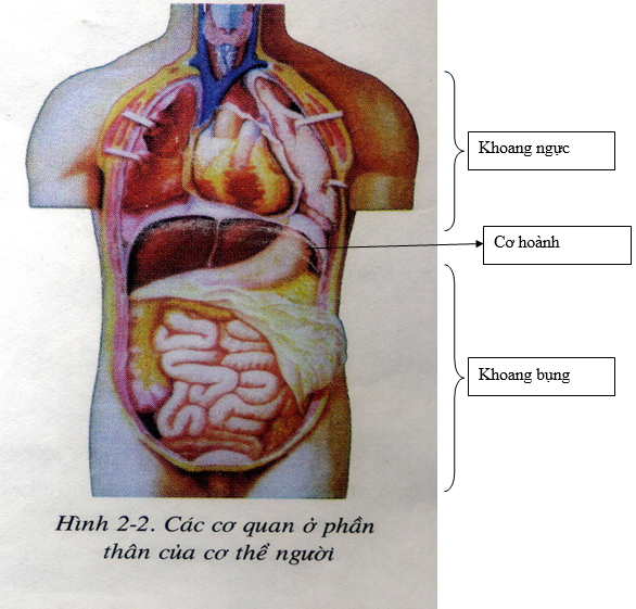 Lý thuyết Sinh học 8 Bài 2: Cấu tạo cơ thể người hay, ngắn gọn