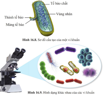Giáo án KHTN 6 Bài 16: Virus và vi khuẩn | Giáo án Khoa học tự nhiên 6 Cánh diều