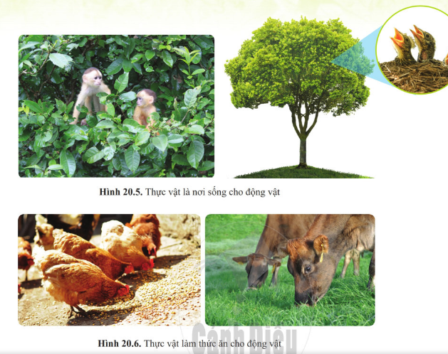 Giáo án KHTN 6 Bài 20: Vai trò của thực vật trong đời sống và trong tự nhiên | Giáo án Khoa học tự nhiên 6 Cánh diều