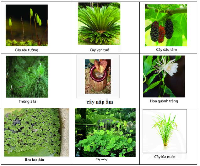 Giáo án KHTN 6 Bài 30: Thực hành phân loại thực vật | Giáo án Khoa học tự nhiên 6 Chân trời sáng tạo