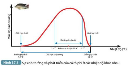 Nhận xét mức độ sinh trưởng và phát triển của cá rô phi ở các mức nhiệt độ (ảnh 1)