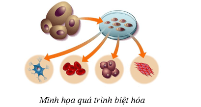 Lý thuyết Sinh học 10 Bài 16: Công nghệ tế bào - Cánh diều