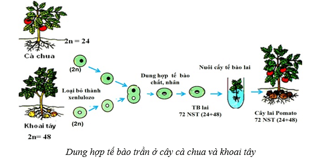 Lý thuyết Sinh học 10 Bài 16: Công nghệ tế bào - Cánh diều