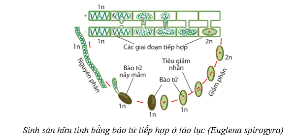 Lý thuyết Sinh học 10 Bài 18: Sinh trưởng và sinh sản ở vi sinh vật - Cánh diều