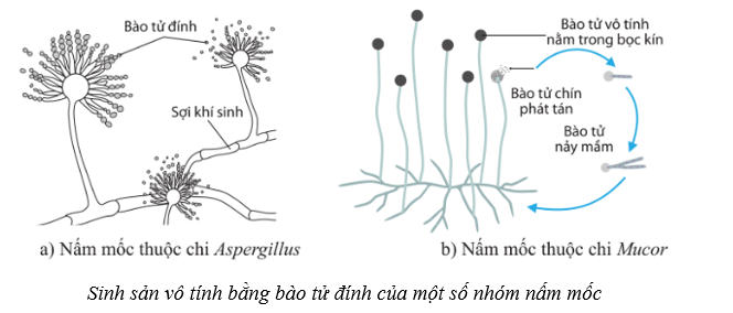 Lý thuyết Sinh học 10 Bài 18: Sinh trưởng và sinh sản ở vi sinh vật - Cánh diều