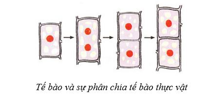 Lý thuyết Sinh học 10 Bài 4: Khái quát về tế bào - Cánh diều