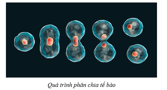 Lý thuyết Sinh học 10 Bài 4: Khái quát về tế bào - Cánh diều