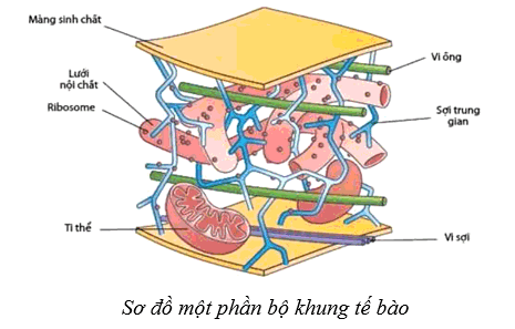 Lý thuyết Sinh học 10 Bài 8: Cấu trúc của tế bào nhân thực - Cánh diều