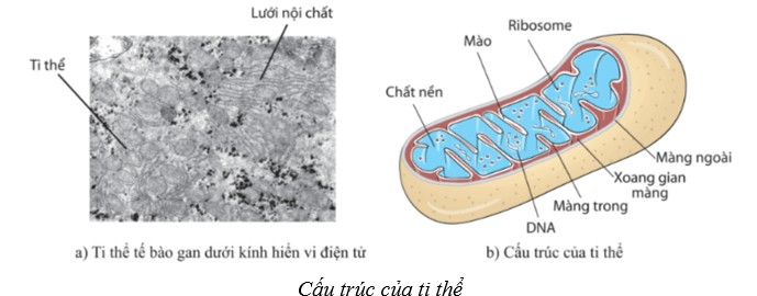 Lý thuyết Sinh học 10 Bài 8: Cấu trúc của tế bào nhân thực - Cánh diều