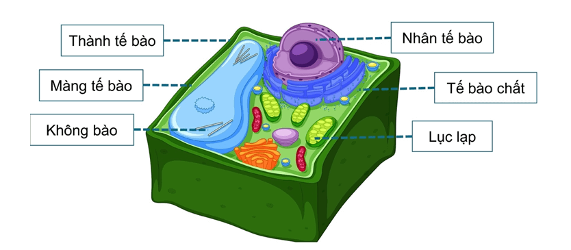 Lý thuyết Sinh 10 Bài 9: Tế bào nhân thực - Chân trời sáng tạo