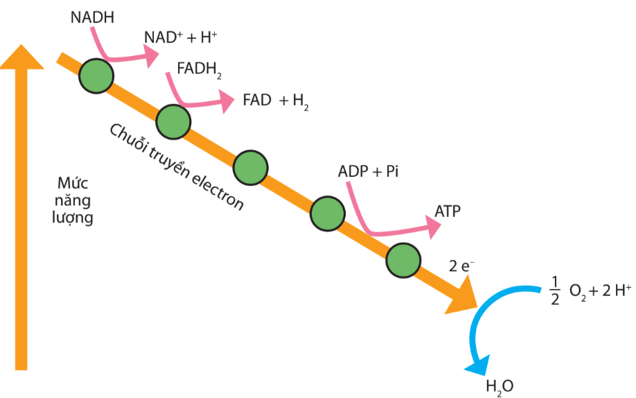 Lý thuyết Sinh 10 Bài 14: Phân giải và tổng hợp các chất trong tế bào - Kết nối tri thức