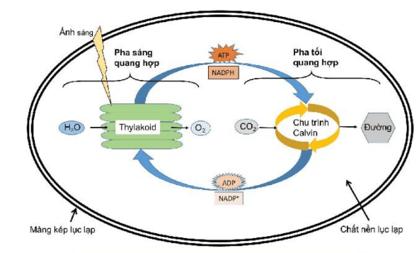 Lý thuyết Sinh 10 Bài 14: Phân giải và tổng hợp các chất trong tế bào - Kết nối tri thức