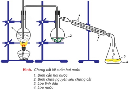 Báo cáo thực hành: Chiết xuất tinh dầu từ các loại thảo mộc