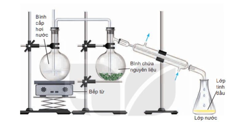 Vận dụng kiến thức đã học, tìm hiểu và lựa chọn các loại thảo mộc có tính ứng dụng cao