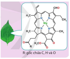 Chlorophyll b là một phức chất tạo nên màu xanh của lá. Hãy cho biết Số phối trí