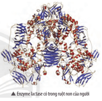 Trong ruột non của hầu hết chúng ta đều có enzyme lactase