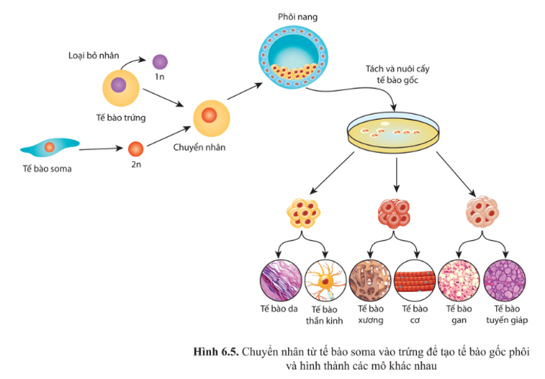 Quan sát hình 6.5 và mô tả phương pháp tạo tế bào gốc phôi in vitro