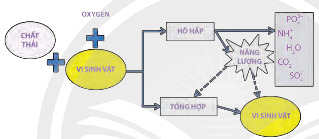 Trình bày tóm tắt quá trình phân giải hiếu khí của vi sinh vật
