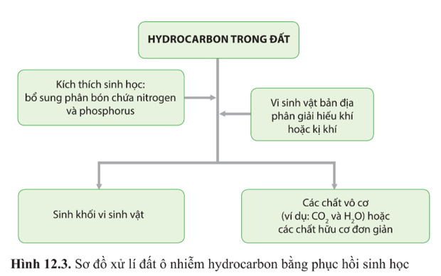 Dựa vào hình 12.3 và 12.4 mô tả các bước xử lí ô nhiễm đất bằng