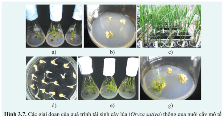 Quan sát các hình 3.7 a – g về quá trình tái sinh cây lúa Oryza sativa từ nuôi cấy