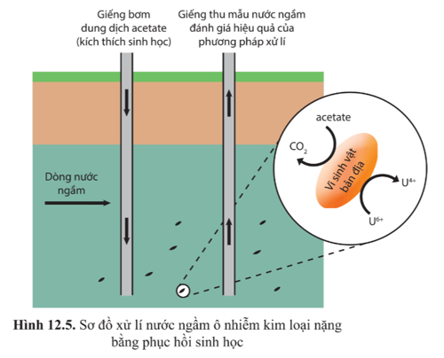 Dựa vào hình 12.5 mô tả các bước xử lí ô nhiễm nước bằng phục hồi sinh học