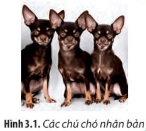 Các con chó trong Hình 3.1 là ba trong số 49 chú chó con được tạo ra từ một chó mẹ