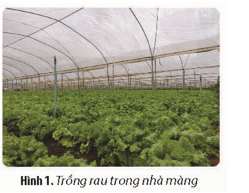 Quan sát Hình 1 và trả lời các câu hỏi sau: Mô hình trồng rau như trong hình đáp ứng được những tiêu chí nào 