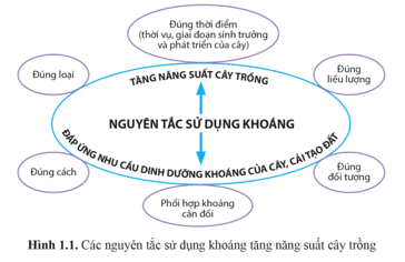 Quan sát hình 1.1, cho biết có những nguyên tắc sử dụng khoáng nào có thể tăng năng suất cây trồng?