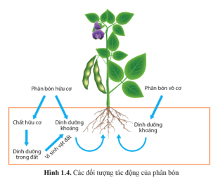 Quan sát hình 1.4 và cho biết phân bón tác động đến đối tượng nào và vai trò của mỗi loại phân bón