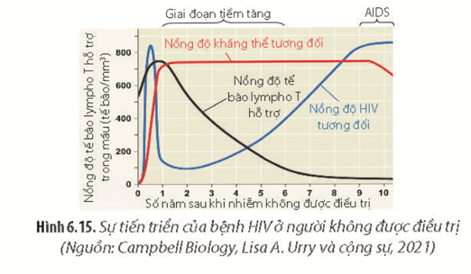 Quan sát Hình 6.15, hãy giải thích mối quan hệ giữa nồng độ tế bào lympho T hỗ trợ 