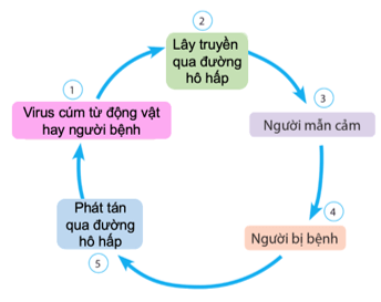 Dựa vào hình 6.1, hãy vẽ sơ đồ thể hiện các mắt xích của chu trình lây nhiễm dịch sốt xuất huyết