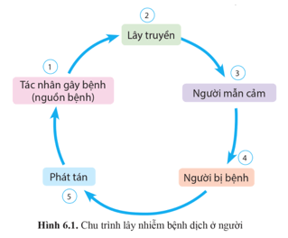 Dựa vào hình 6.1, hãy vẽ sơ đồ thể hiện các mắt xích của chu trình lây nhiễm dịch sốt xuất huyết