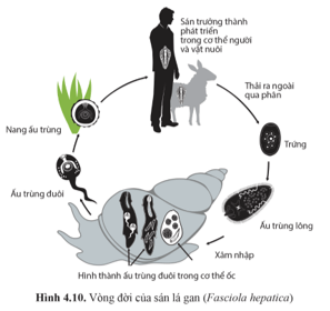 Dựa vào hình 4.10, hãy đề xuất biện pháp phòng bệnh sán lá gan