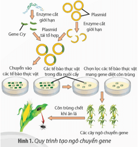 Hình 1 mô tả quá trình tạo giống ngô chuyển gene Cry mã hoá cho protein δ-endotoxin