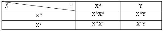 Cách giải bài tập xác suất trong quy luật di truyền – di truyền liên kết giới tính và phụ thuộc giới tính
