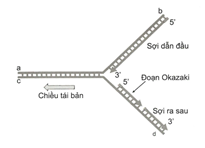 Chuyên đề Sinh học 12 năm 2024