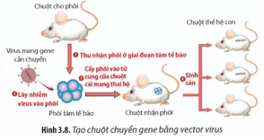 Quan sát Hình 3.8, hãy mô tả quá trình tạo chuột chuyển gene bằng vector virus