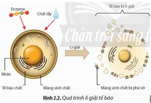 Quan sát Hình 2.2, cho biết mục đích và cơ chế của quá trình li giải tế bào 