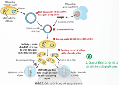 Quan sát Hình 3.2, hãy mô tả các bước trong công nghệ gene 