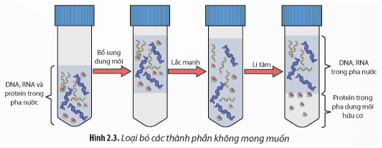 Quan sát Hình 2.3, hãy mô tả các bước loại bỏ protein. 