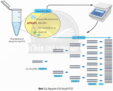 Quan sát Hình 1.2 và cho biết nếu dùng cùng một loại mồi xuôi và mồi ngược