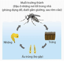 Muỗi vằn (Aedes aegypti) là vật chủ trung gian lây truyền virus Dengue gây bệnh sốt xuất huyết ở người