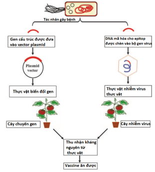 Thu thập thông tin về ứng dụng công nghệ gene hiện nay và đánh giá triển vọng