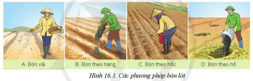 Quan sát các phương pháp bón lót Hình 16.3 cho biết mỗi phương pháp thích hợp với loại cây trồng nào