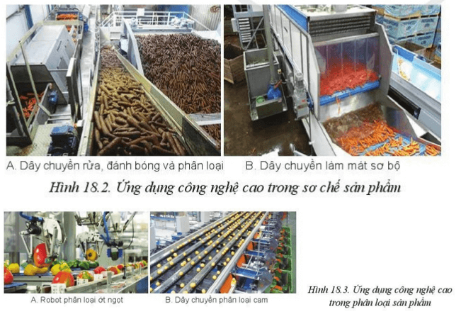 Quan sát hoạt động của các dây chuyền sơ chế, phân loại tự động sản phẩm trồng trọt